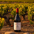 Clos des Terres Blanches – Châteauneuf-du-Pape Rouge 2024 Maison Molinet
